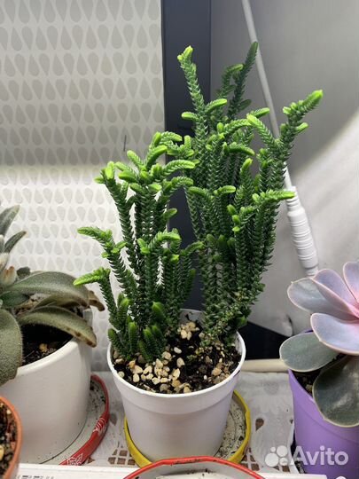 Суккулент Крассула плауновидная