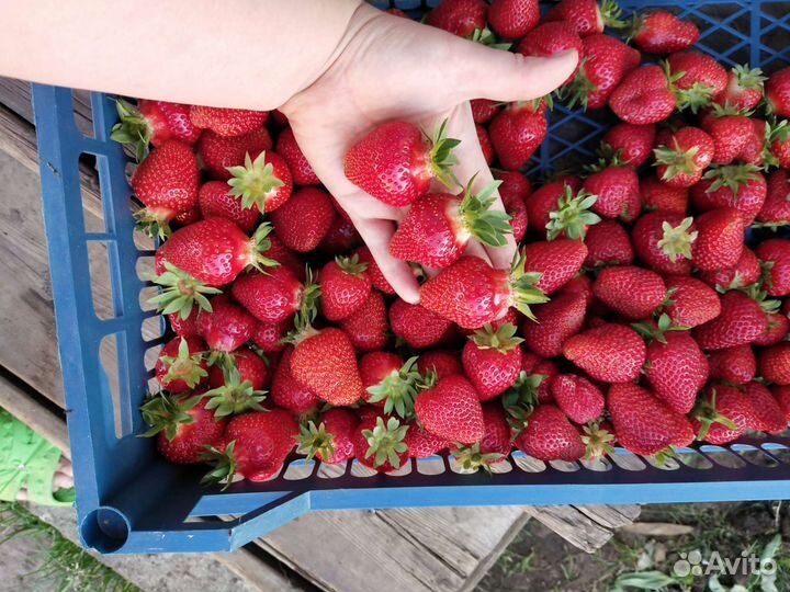 Клубника свежая