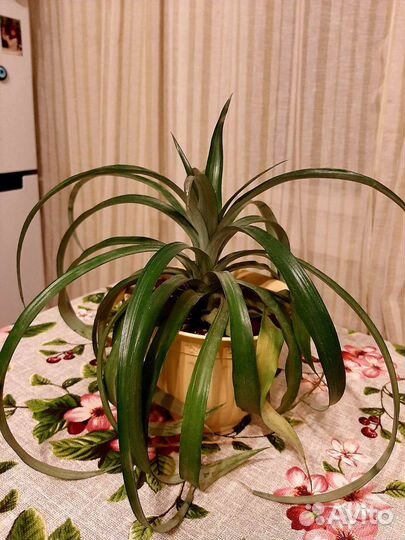 Комнатный ананас