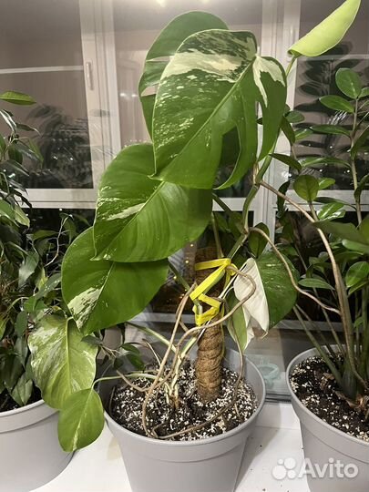 Монстера альба