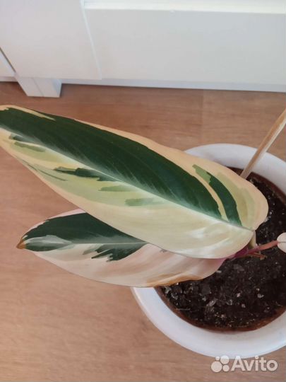 Горшки кашпо для цветов (керамика,пластик) привезу