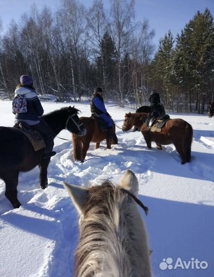 Конные прогулки, обучение верховой езде Лошади
