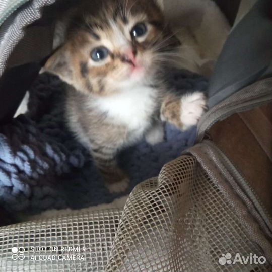 Кошка в дар бесплатно