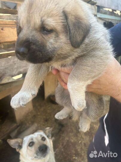 Двортерьер