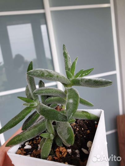 Суккуленты