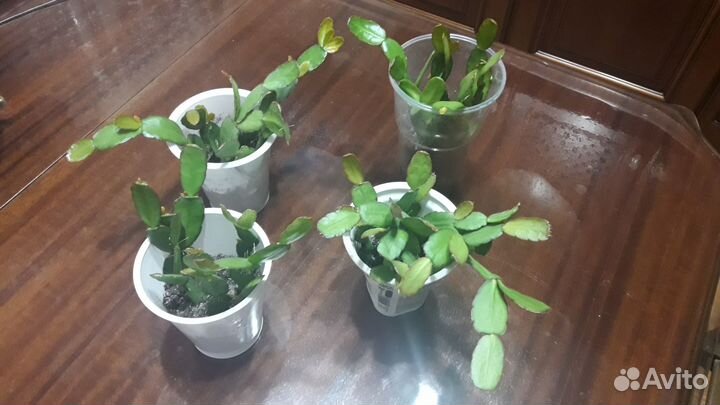 Рипсалидопсис (пасхальный,лесной кактус)