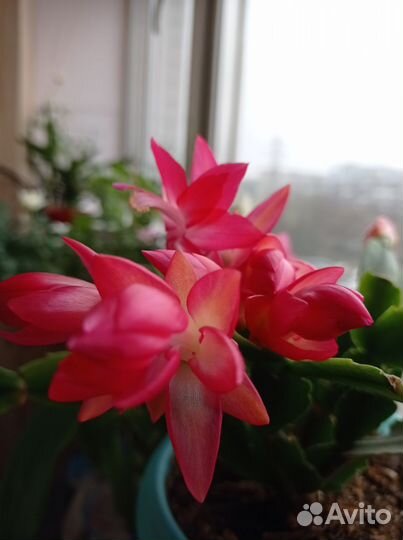 Фиалочка мини. Шлюмбергера(декабрист)