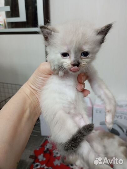 Котята