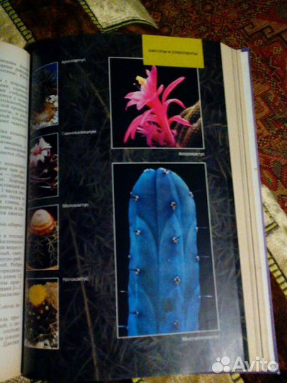 Энциклопедия растений