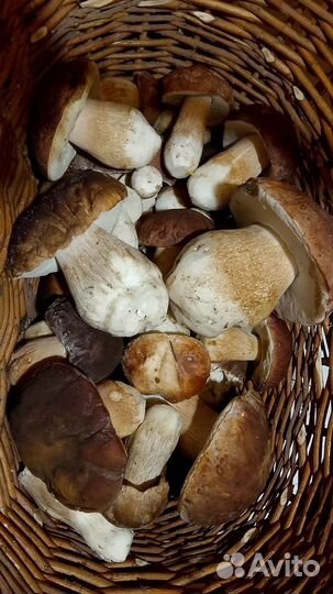 Продам грибы белый бугравой