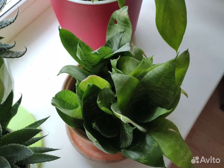 Сансевиерия ханни