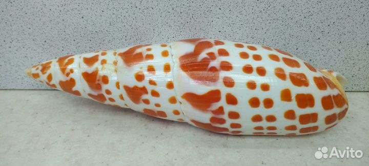 Митра Митра14,1 морская ракушка раковина