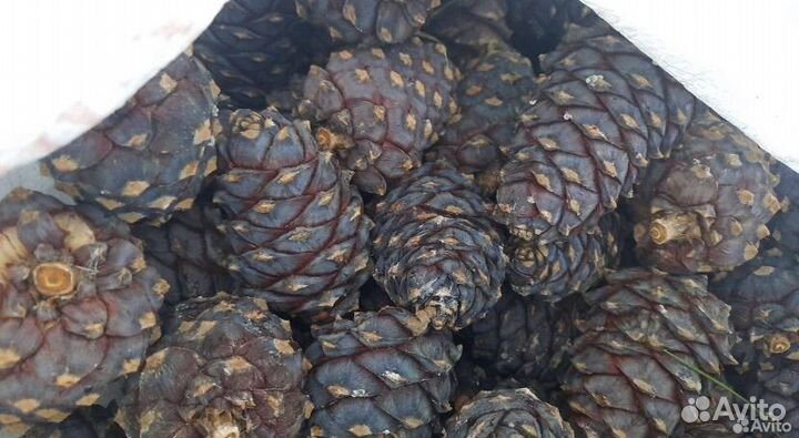 Кедровый орех 2023