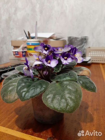 Глоксиния и фиалки сортовые