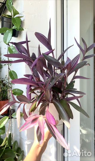 Комнатные растения. Юкка, хлорофитум, сеткреазия