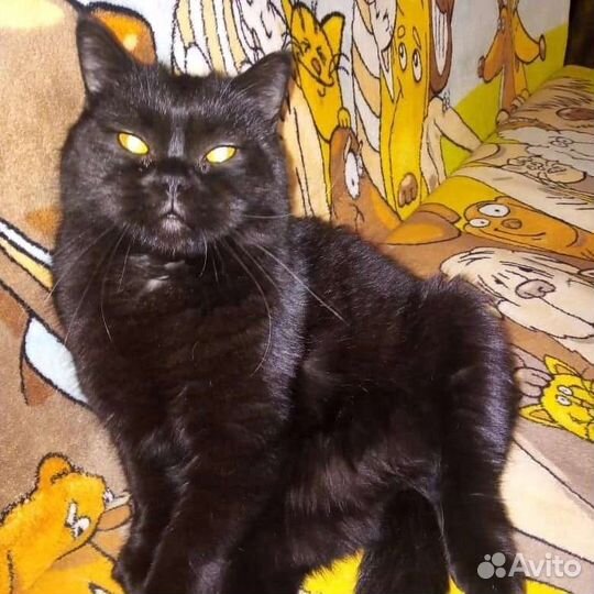 Британский Котик в добрые руки