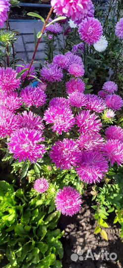 Цветы. Букеты. Астра на срез