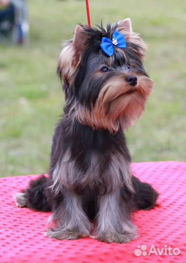 Йоркширский терьер щенки