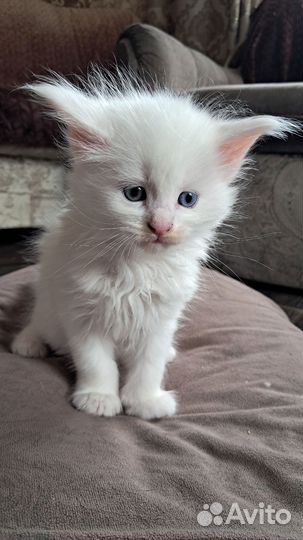 Котята мейн-кун
