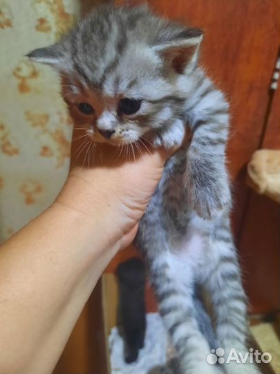 Шотландские котята
