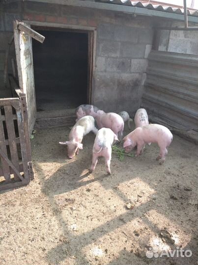 Поросята