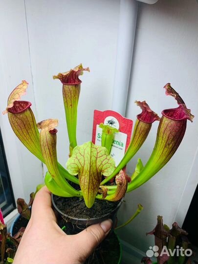 Семена. Венерина мухоловка. Саррацения