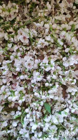 Лекарственные растения юга