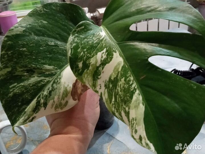 Монстера альба