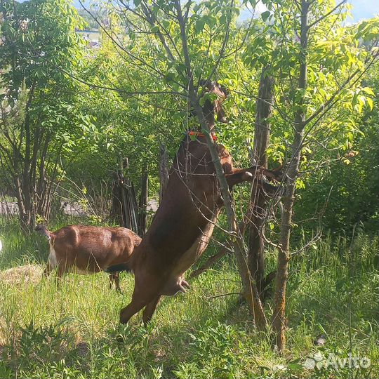 Козы камори