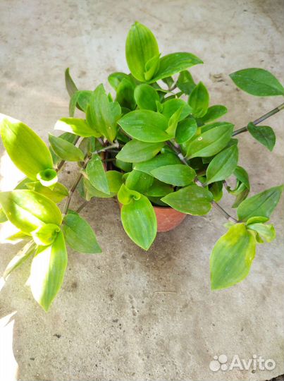 Комнатные цветы