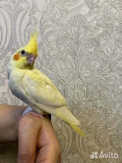 Попугай карелла птенцы лютино