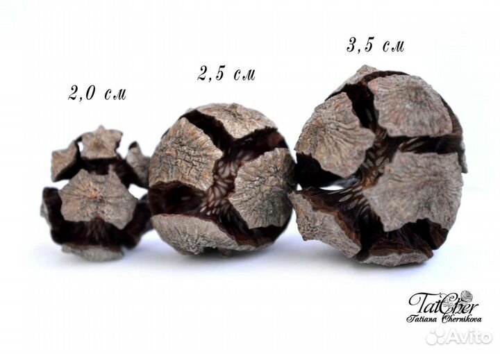 Шишки кипариса отборные урожай 2023г