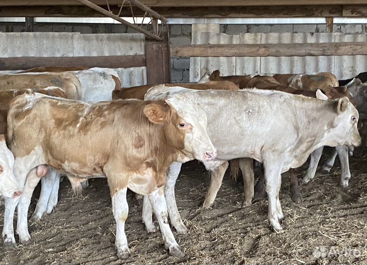 Продаются бычки