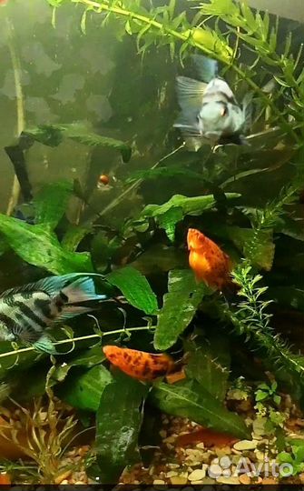 Рыбки, меченосцы, пецилии, молинезии