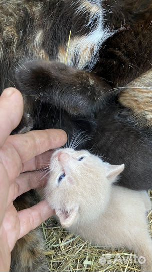 Котята в добрые руки