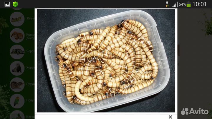 Насекомые кормовые