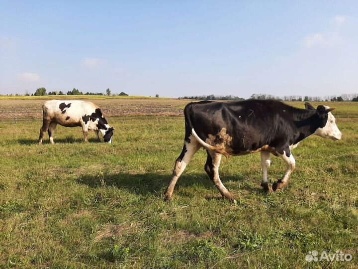 Молодые тёлки