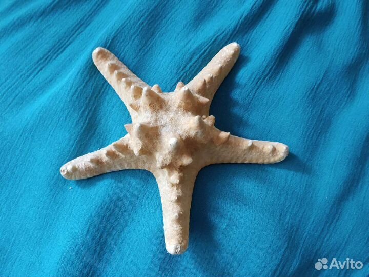 Сувенир морская звезда