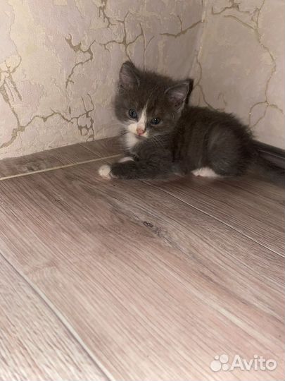 Отдам кошечку бесплатно