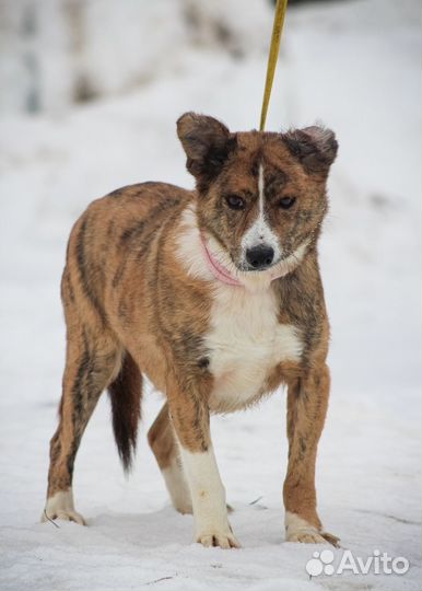Собачка в добрые руки