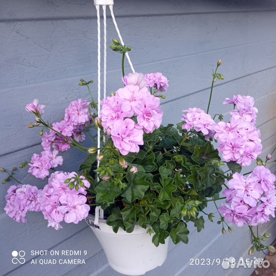 Герань пеларгония