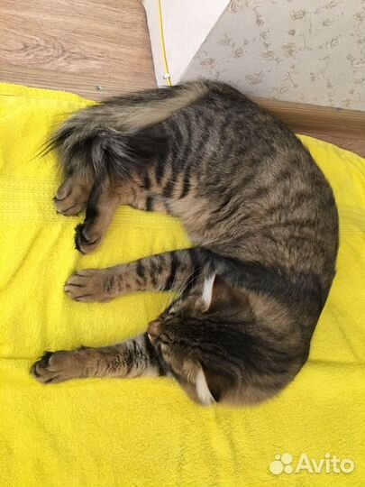 Найдена кошка