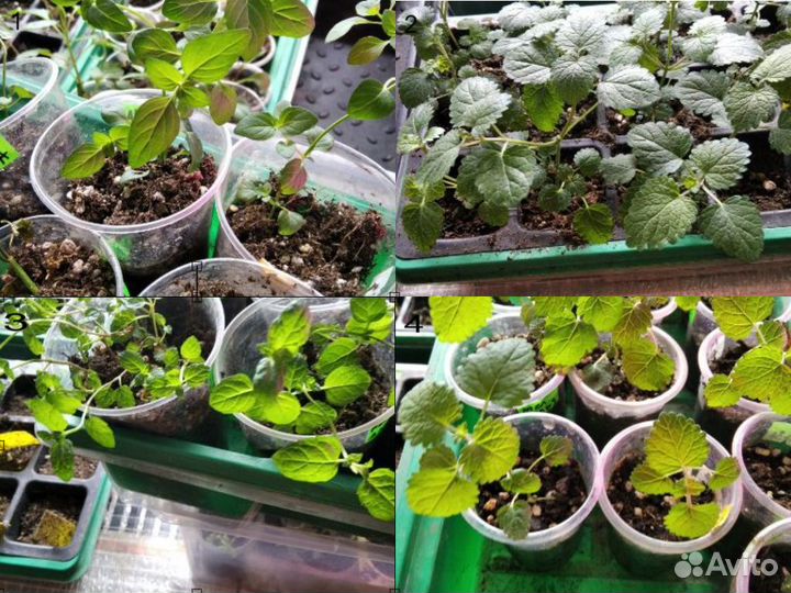 Мята, тимьян, душица и др