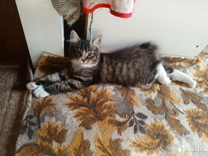 Курильский бобтейл