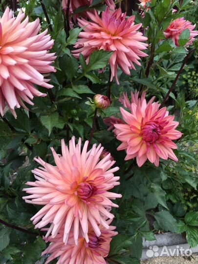 Корни георгин