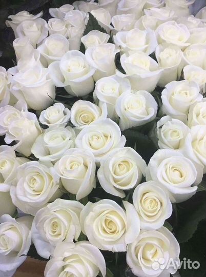 Высокие розы Доставка цветов