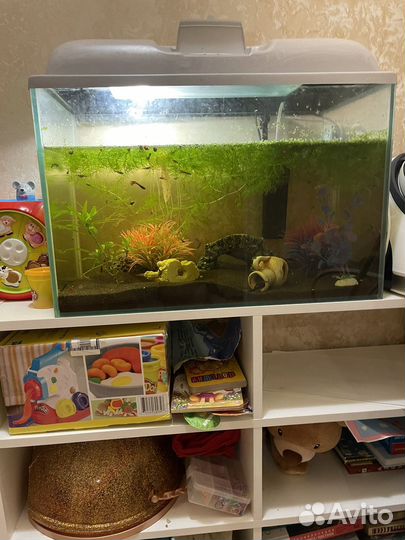 Аквариум с рыбками