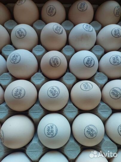 Утята, Цыплята суточные домашние, бройлерные пород