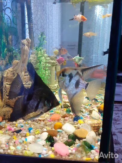 Сомики анциструсы