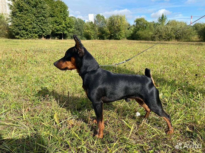 Цвергпинчер